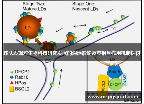 球队表现对生物科技研究发展的深远影响及其相互作用机制探讨